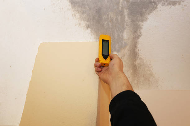 Professional Mold Removal in Laurel, DE