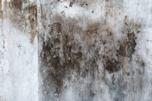 Best Mold Remediation for Healthcare Facilities  in Laurel, DE