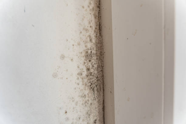 Best Post-Remediation Verification Testing  in Laurel, DE