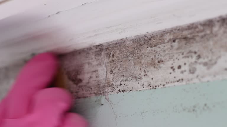 Best HVAC Mold Inspection and Cleaning  in Laurel, DE